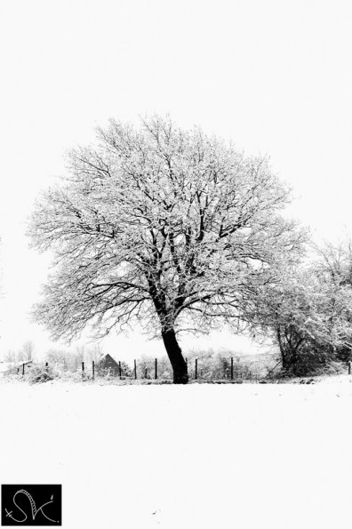 Arbre cotoné