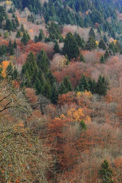 Patchwork (Vanoise)