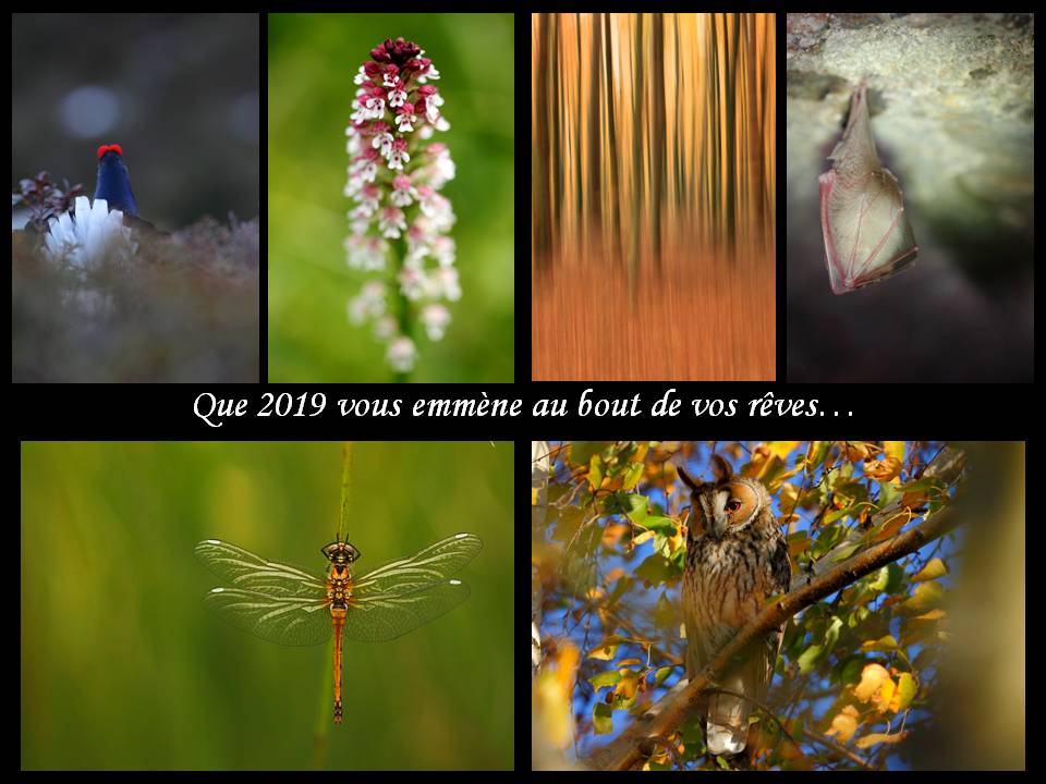 Voeux 2019...