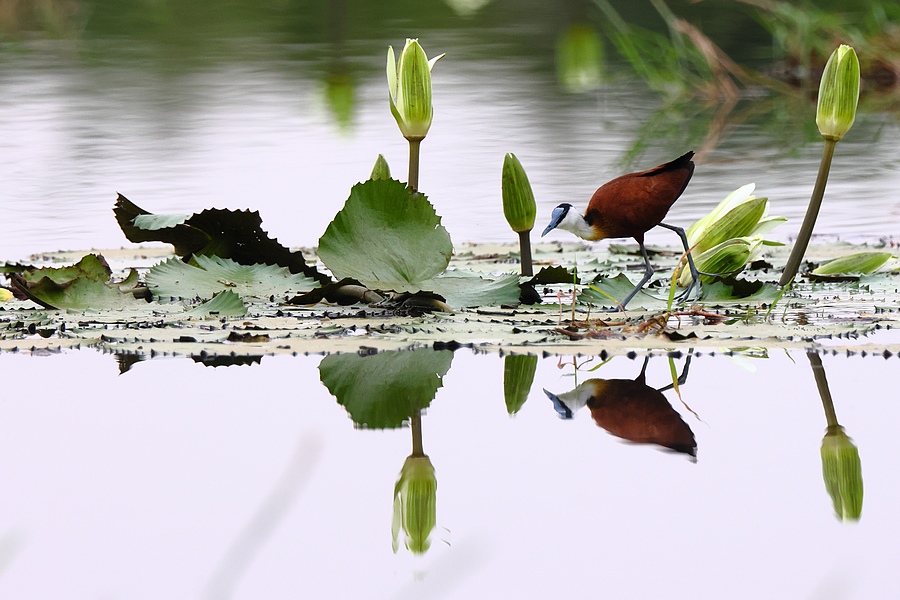 Jacana a poitrine dorée...